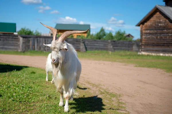 Красивая коза с большими рогами на деревенской улице — стоковое фото