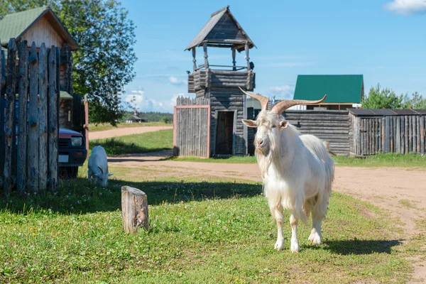 Красивая коза с большими рогами на деревенской улице — стоковое фото