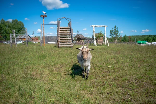 Козел пасется на зеленой траве — стоковое фото