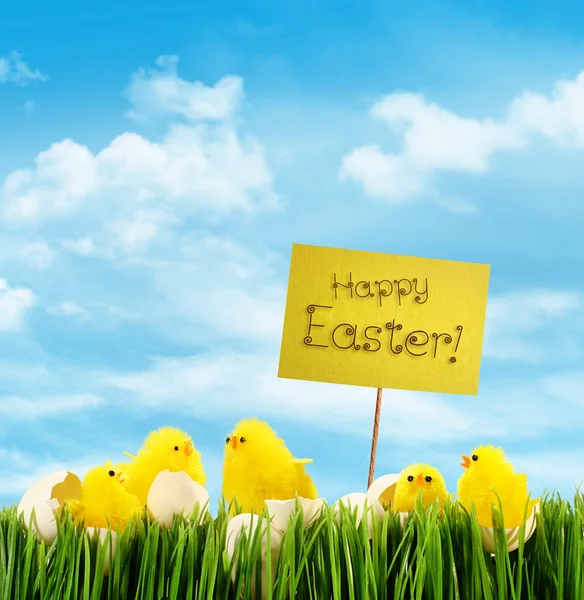 Easter chicks with sign against sky background — Stock Photo, Image