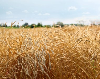 Arpa tarlaları güneşli bir günde
