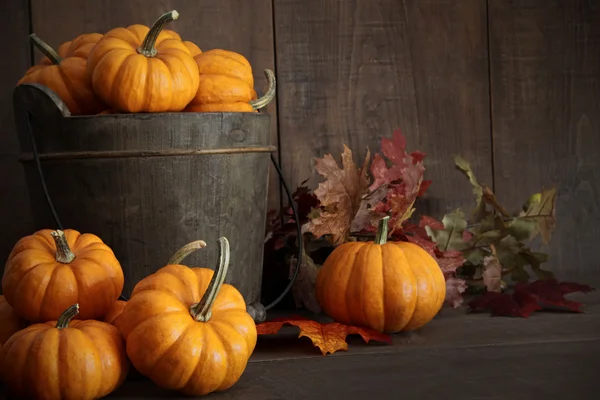 Calabazas miniatura en madera —  Fotos de Stock