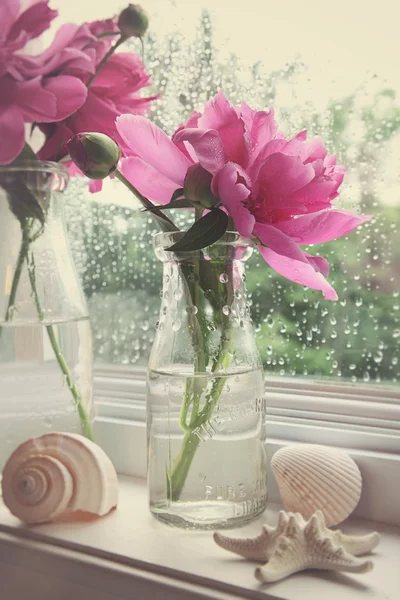 Pfingstrosenblüten in Milchflaschen im Fenster — Stockfoto