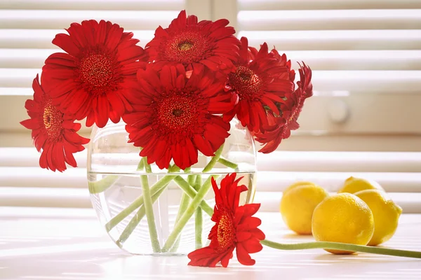 Verse gerbera daisy in op tafel — Stockfoto