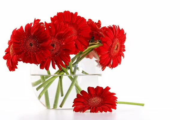 Cam vazoda kırmızı gerber daisies — Stok fotoğraf