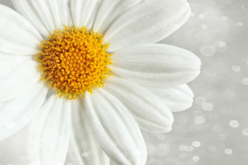 White daisy against a blur background