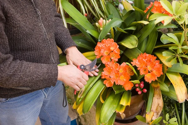 Mann im Garten — Stockfoto