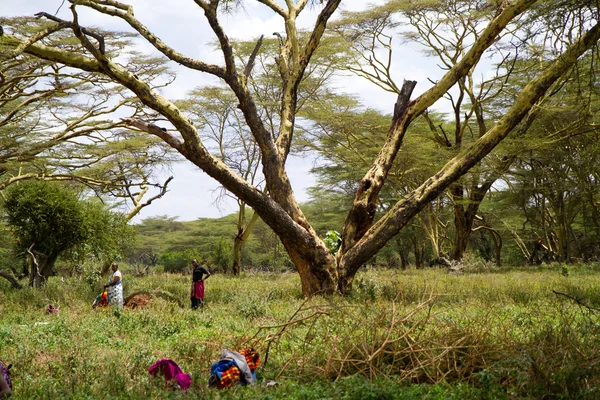 Kenya masai insanlar Bahçe — Stok fotoğraf