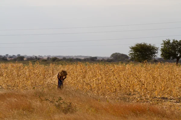 Masai tribal vrouw in veld — Stockfoto