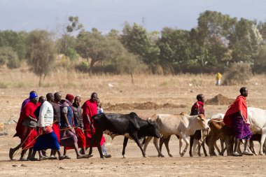 Masai kabile insanlar ve inek