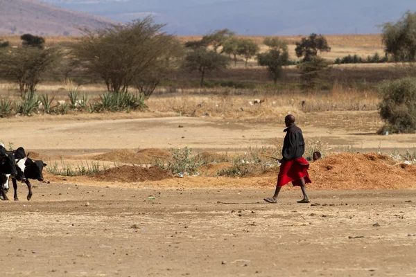 Masai stamfolk och kor — Stockfoto