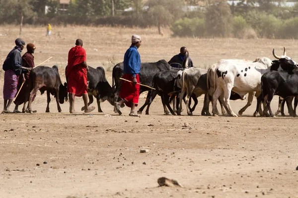 Masai pueblo tribal y vacas — Foto de Stock