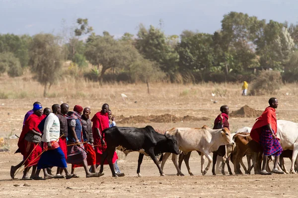 Masai tribal people and cows — Stock Photo, Image