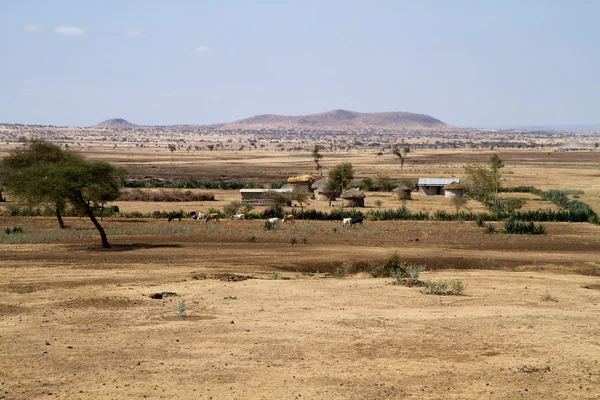 Masai tribe countryside — Stock Photo, Image