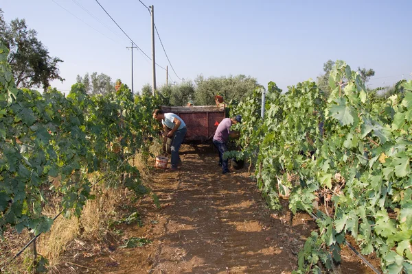 Travailleurs coupant du raisin — Photo