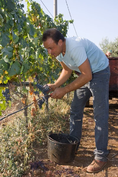 Trabalhador que corta uvas — Fotografia de Stock