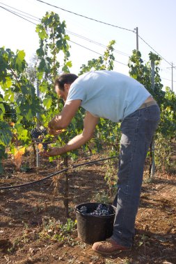 İşçi kesim üzüm