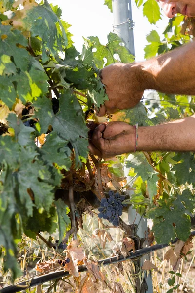 Obrero que corta uvas — Foto de Stock