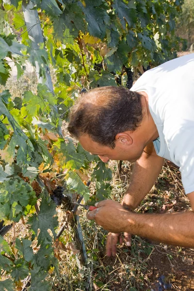 Obrero que corta uvas —  Fotos de Stock