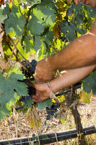 Worker cutting grapes — Stock Photo, Image