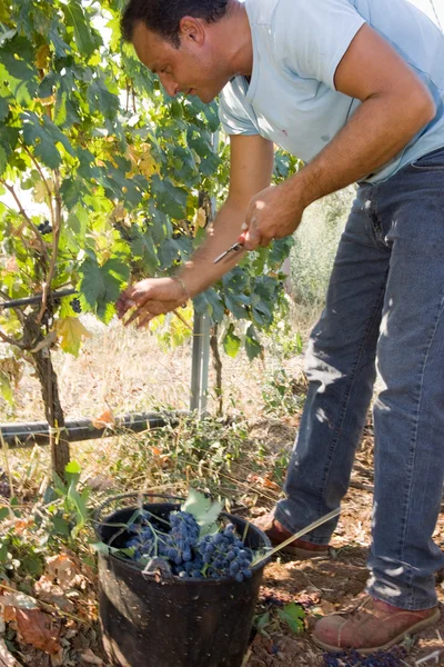 Worker cutting grapes — Stock Photo, Image