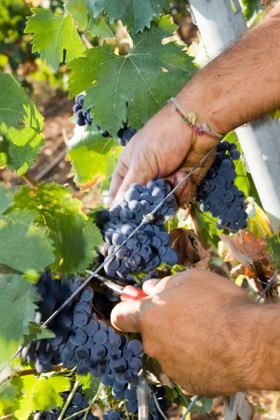 Рабочий режущий виноград — стоковое фото
