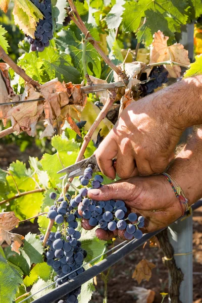 Worker cutting grapes — Stock Photo, Image