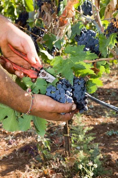 Worker cutting grapes — Stock Photo, Image