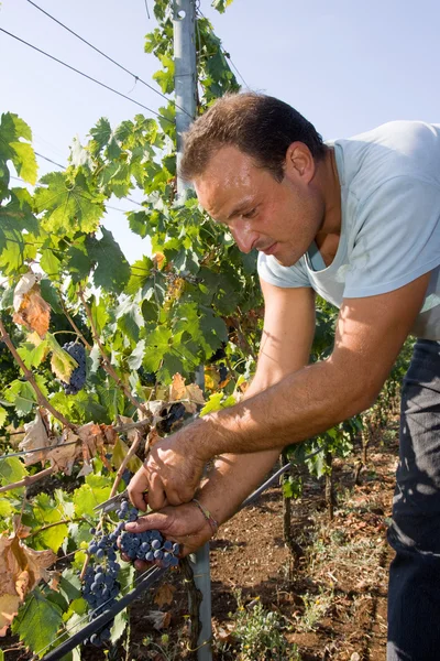 Рабочий режущий виноград — стоковое фото