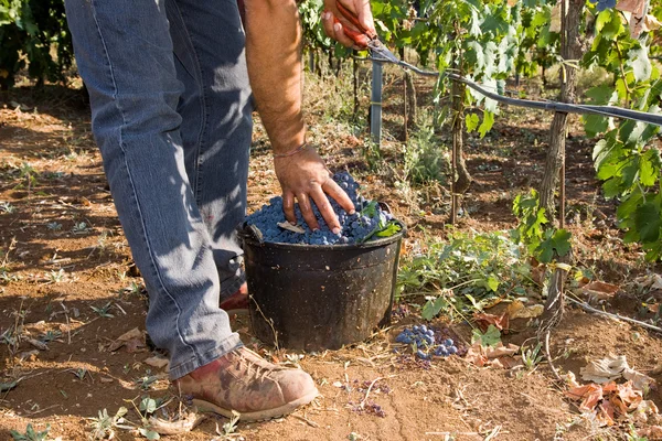 Рука на корзине с виноградом — стоковое фото