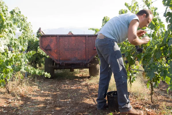 Trabalhador que corta uvas — Fotografia de Stock