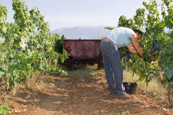 Obrero que corta uvas — Foto de Stock