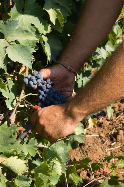 Worker cutting grapes — Stock Photo, Image