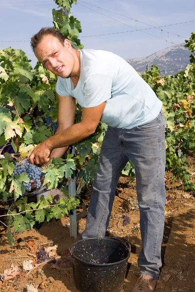 Trabalhador que corta uvas — Fotografia de Stock