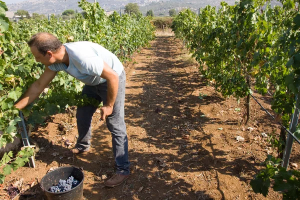 Obrero que corta uvas —  Fotos de Stock