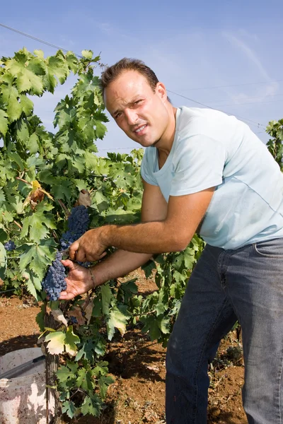 Worker cutting grapes — Stock Photo, Image