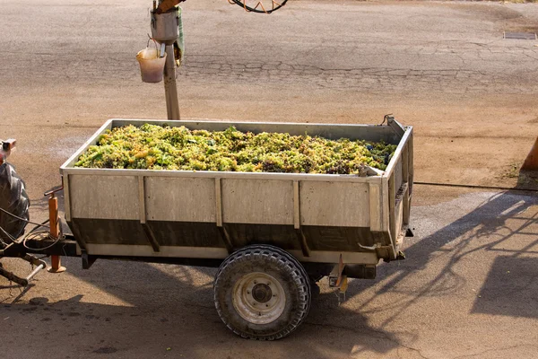Verse druiven in aanhangwagen — Stockfoto
