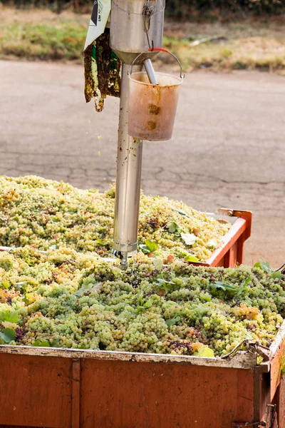 Свежий виноград в трейлерах — стоковое фото