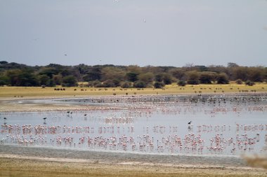 Flamingos at Lake Manyara National Park clipart