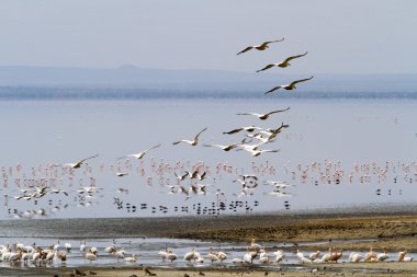Flamingolar Gölü: Manyara Milli Parkı