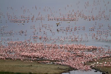 Flamingolar Gölü: Manyara Milli Parkı