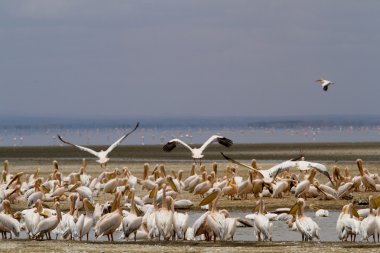 Pelicans at Lake Manyara National Park clipart