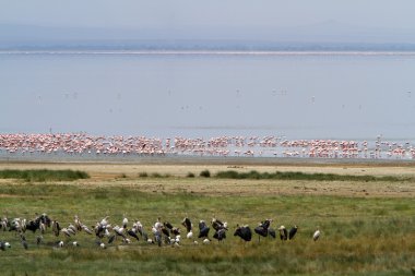 Flamingolar Gölü: Manyara Milli Parkı
