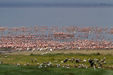 Flamingos at Lake Manyara National Park clipart
