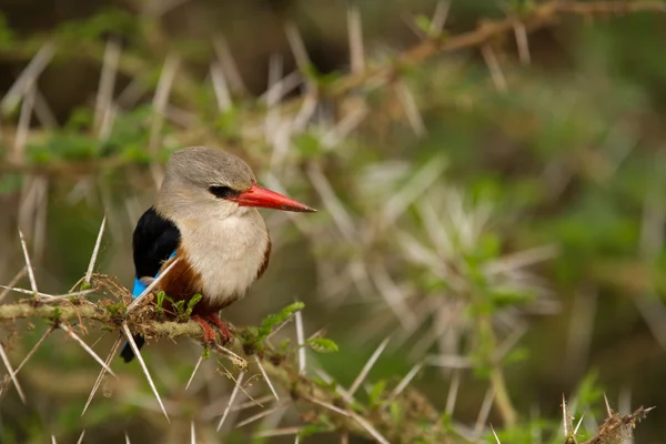 Vogel im Lake Manyara Nationalpark — Stockfoto