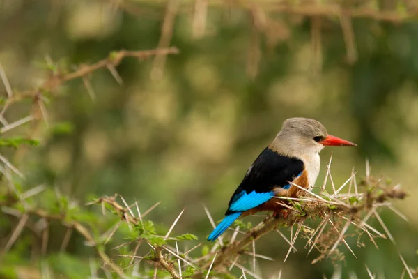 Kuş Gölü: Manyara Milli Parkı — Stok fotoğraf