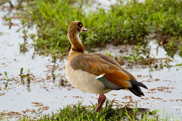 Pájaro en el Parque Nacional Lago Manyara — Foto de Stock