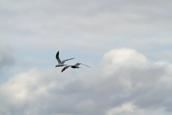 Птицы на озере Маньяра — стоковое фото