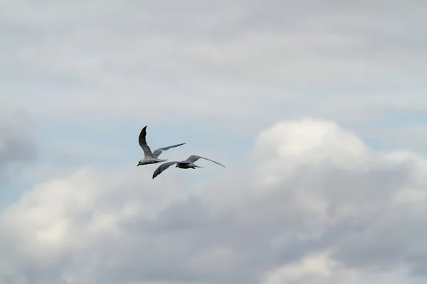 Birds at Lake Manyara National Park — Stock Photo, Image