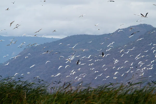 Vögel im Lake Manyara Nationalpark — Stockfoto